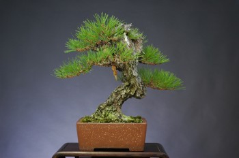 Pinus densiflora