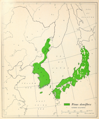 Pinus densiflora
