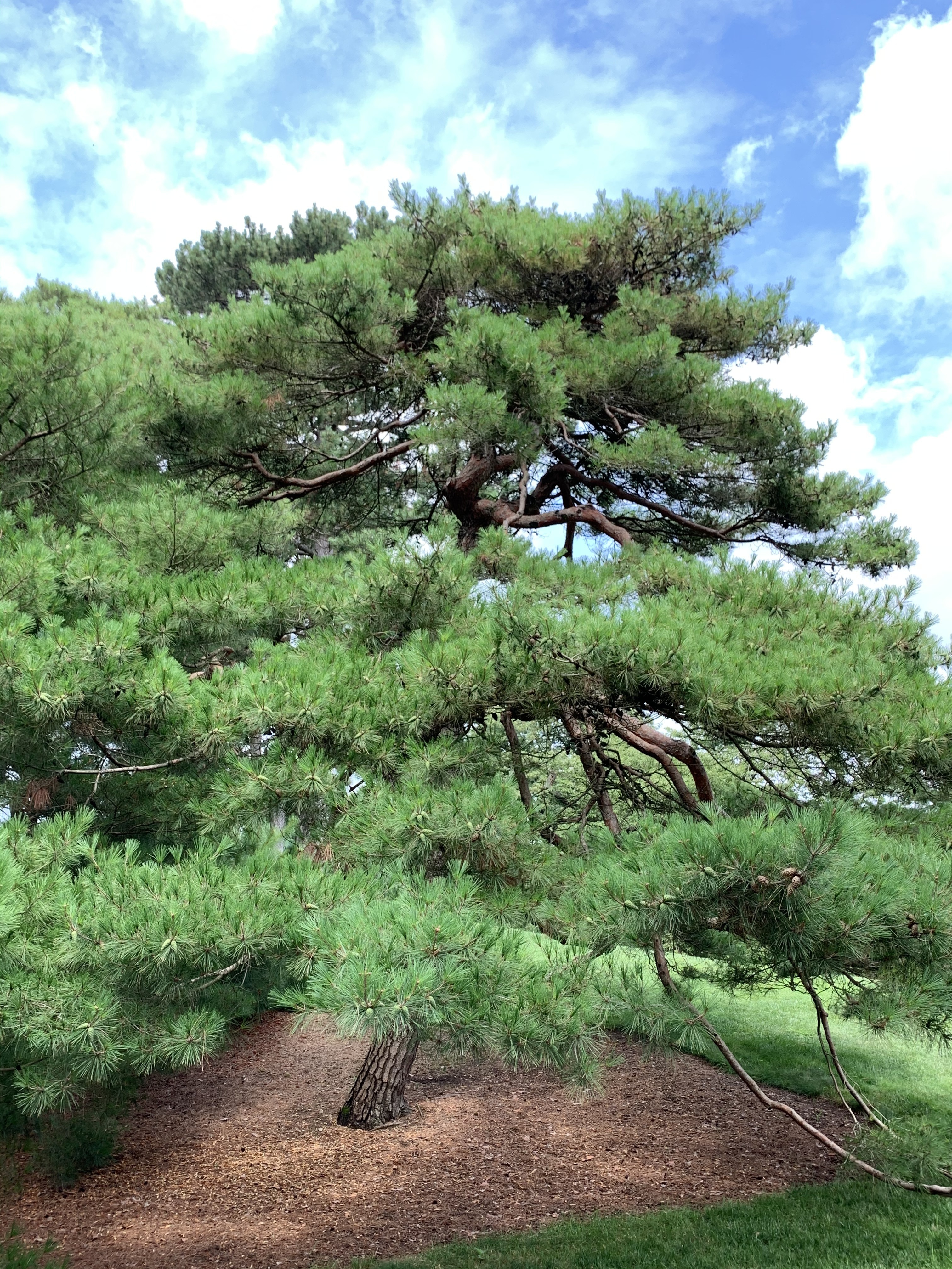Pinus densiflora