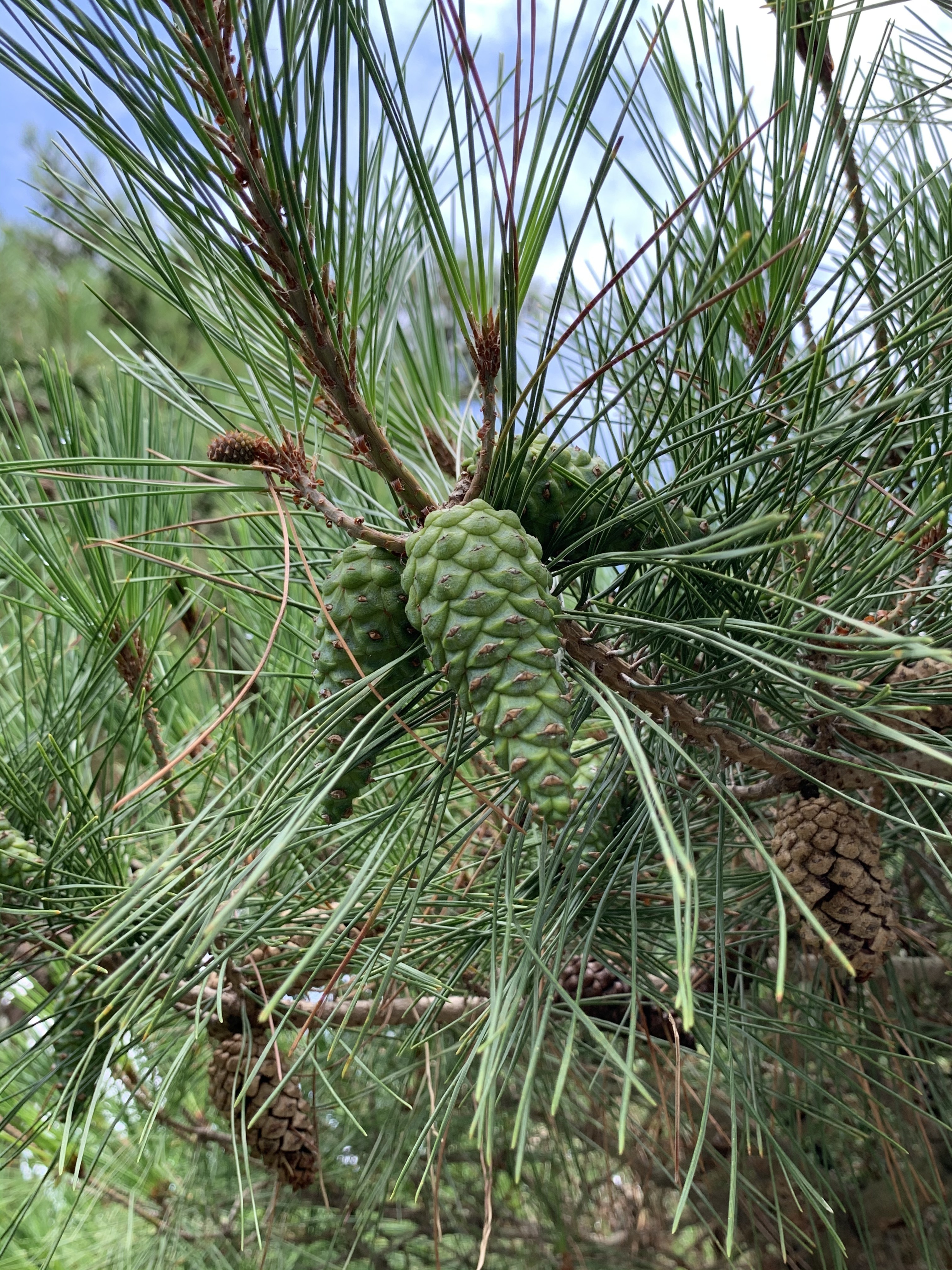 Pinus densiflora