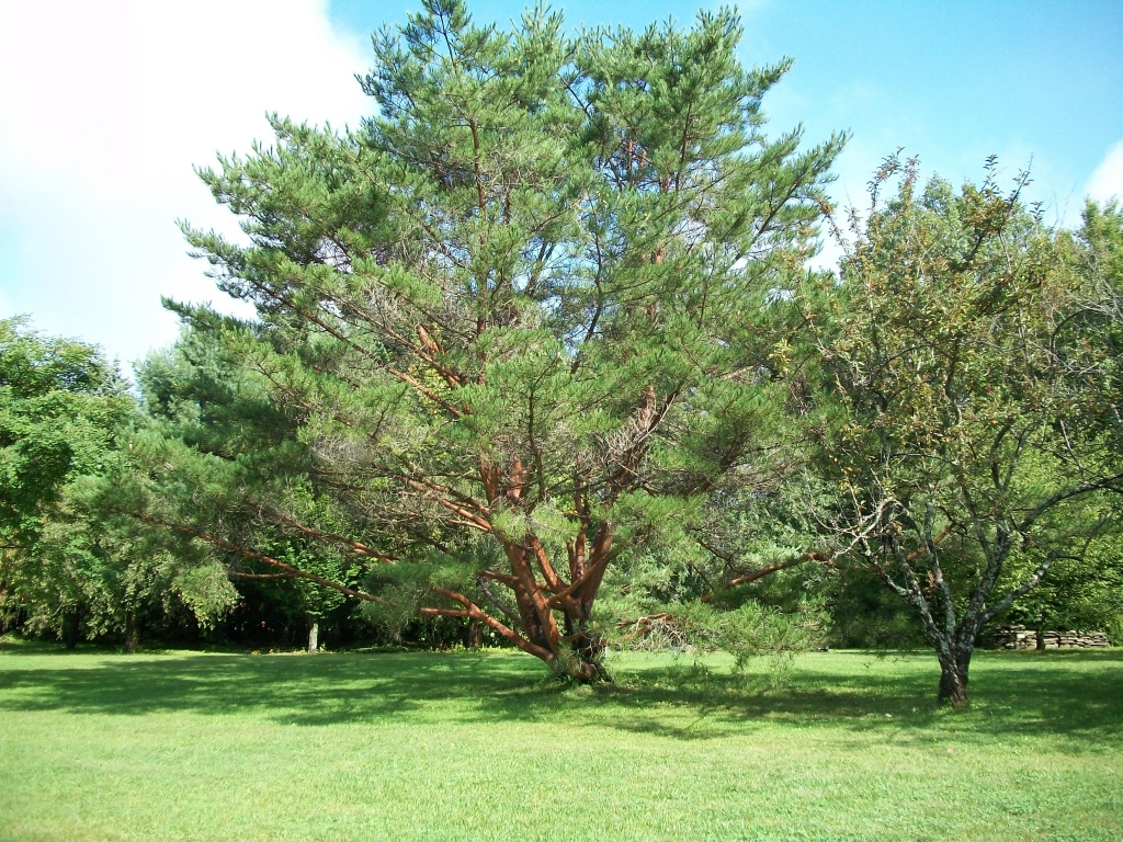 Pinus densiflora
