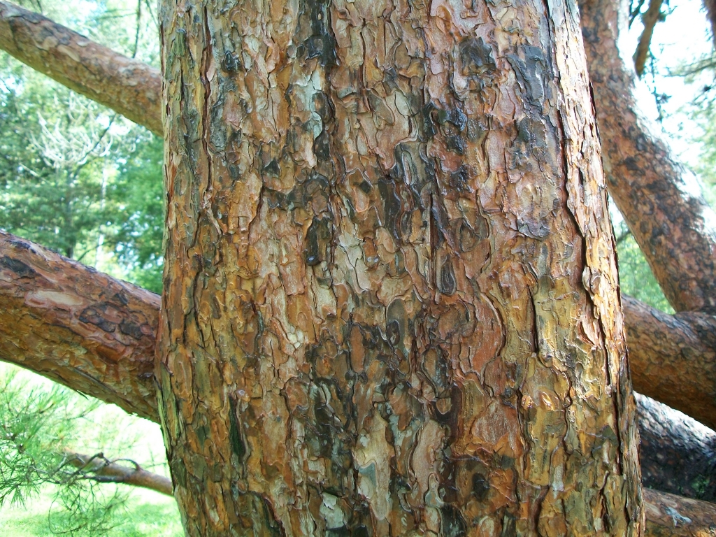 Pinus densiflora