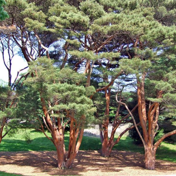 Pinus densiflora