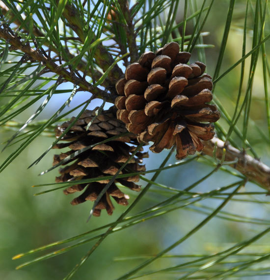 Pinus densiflora