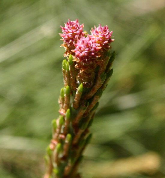 Pinus densiflora