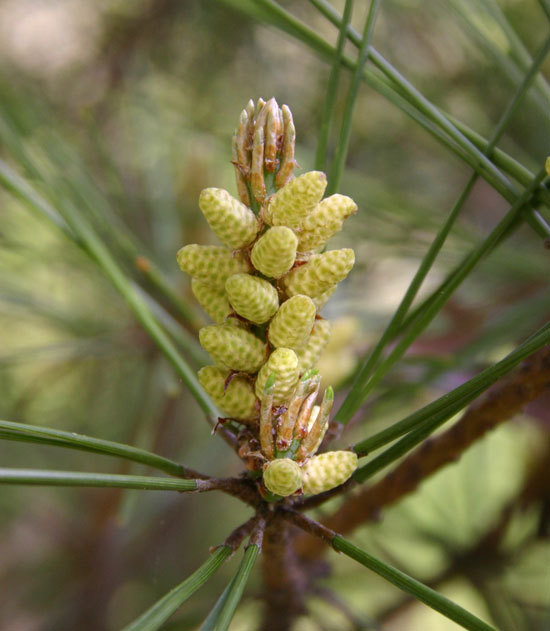 Pinus densiflora