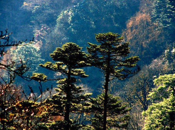 Pinus densata