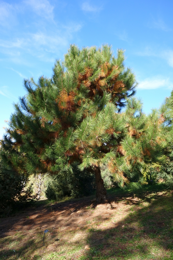 Pinus densata