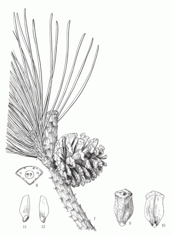 Pinus densata