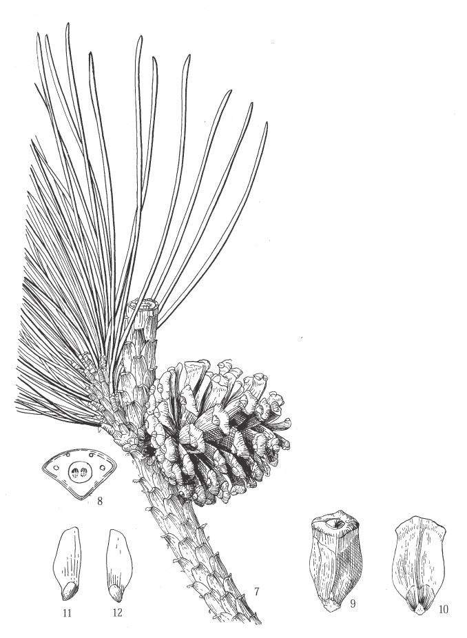 Pinus densata