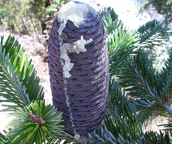 Abies densa