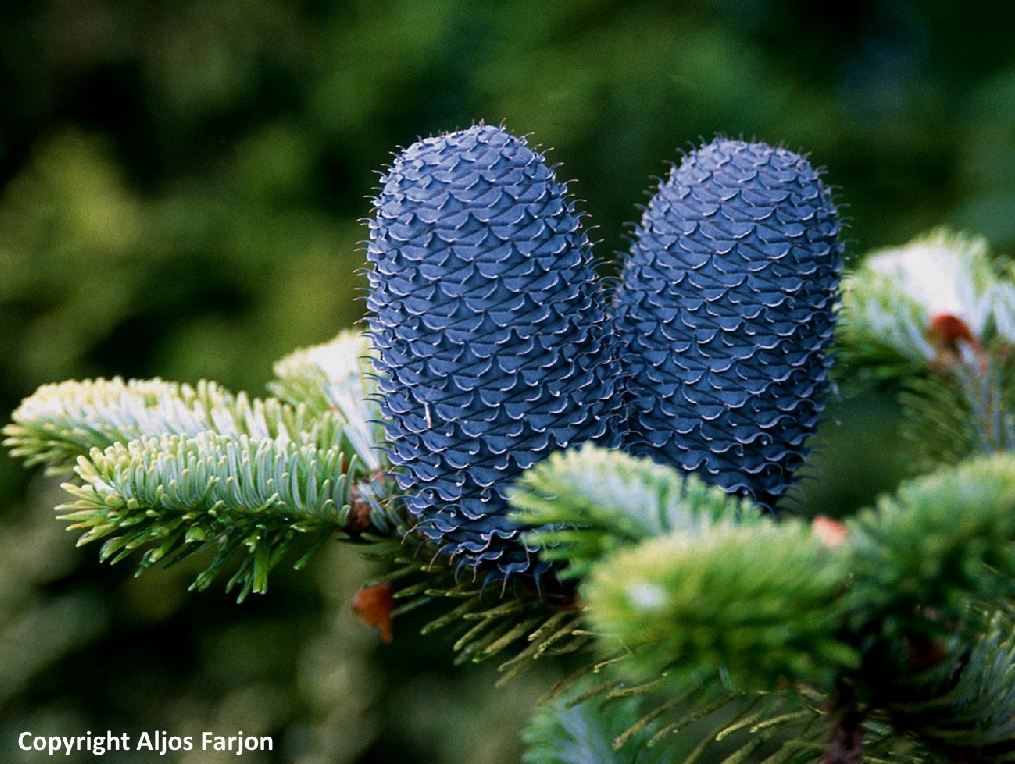 Abies delavayi