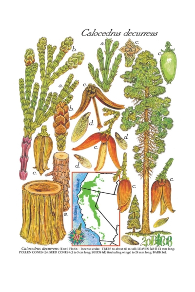 Calocedrus decurrens