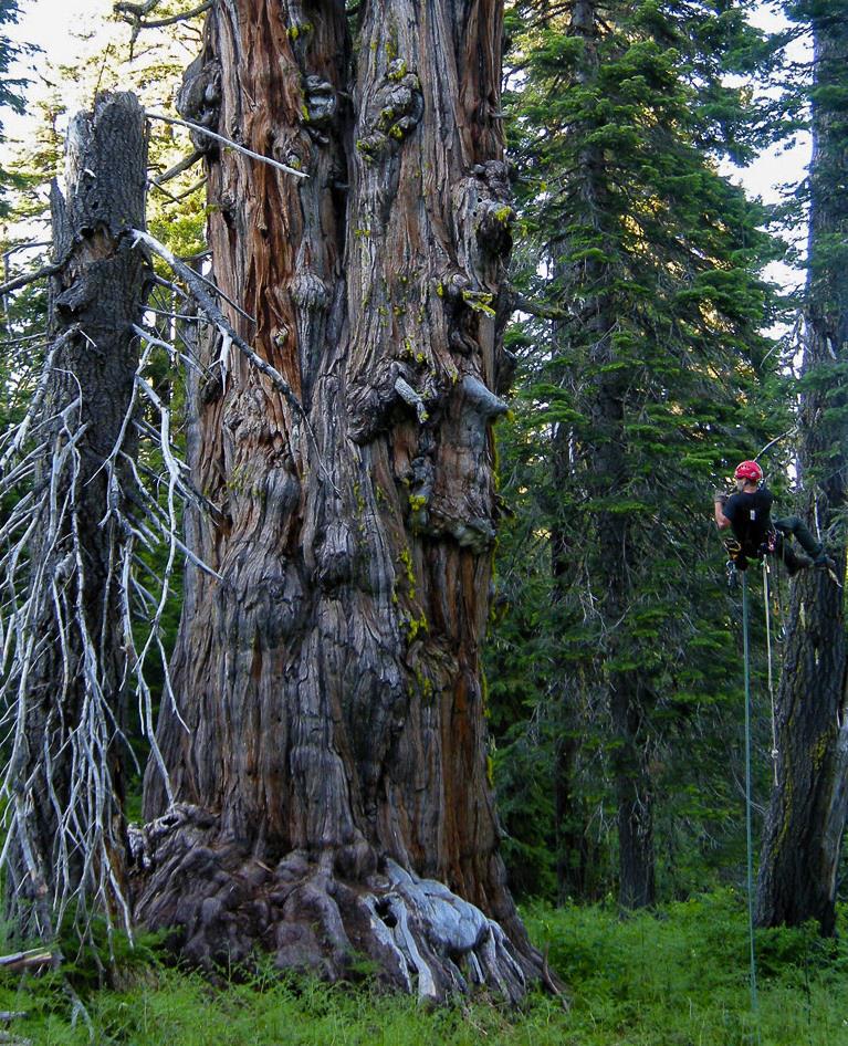 Calocedrus decurrens