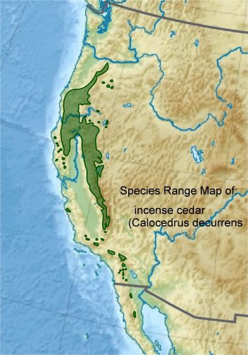 Calocedrus decurrens