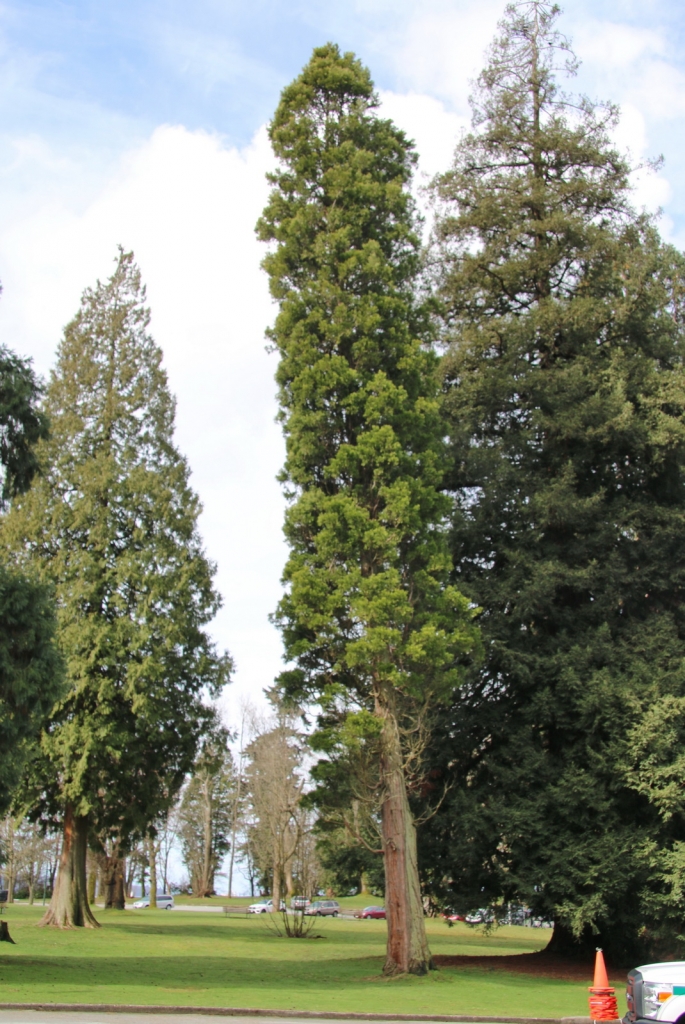 Calocedrus decurrens