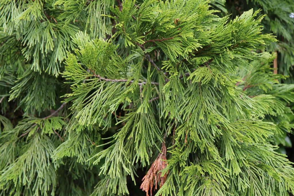 Calocedrus decurrens