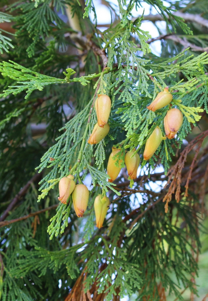 Calocedrus decurrens