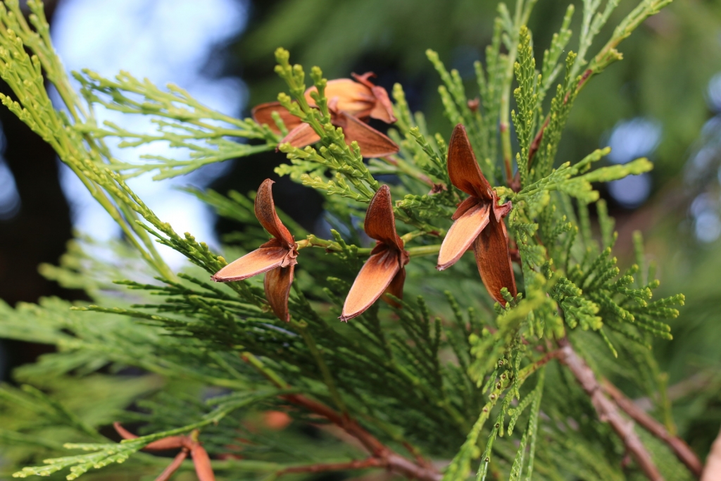 Calocedrus decurrens