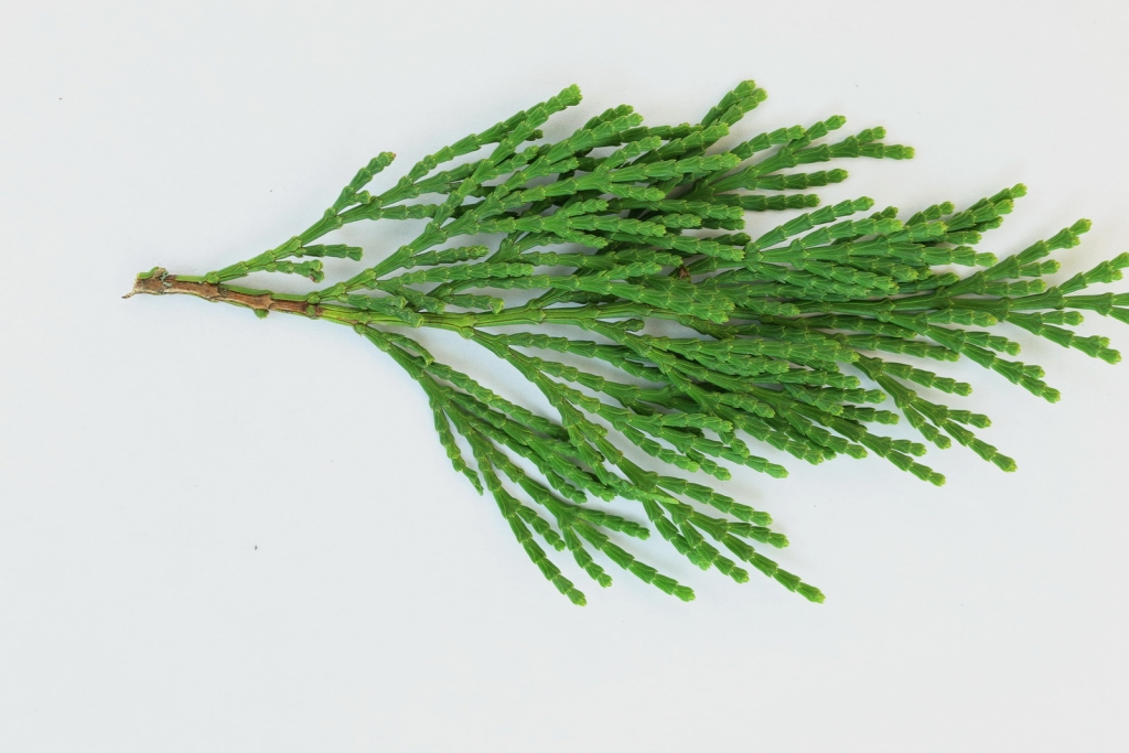 Calocedrus decurrens