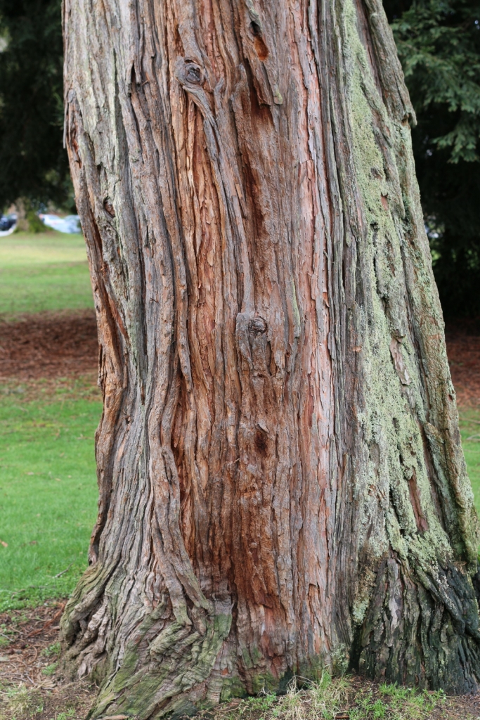 Calocedrus decurrens