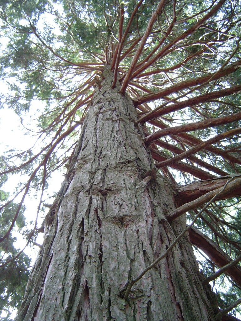 Calocedrus decurrens