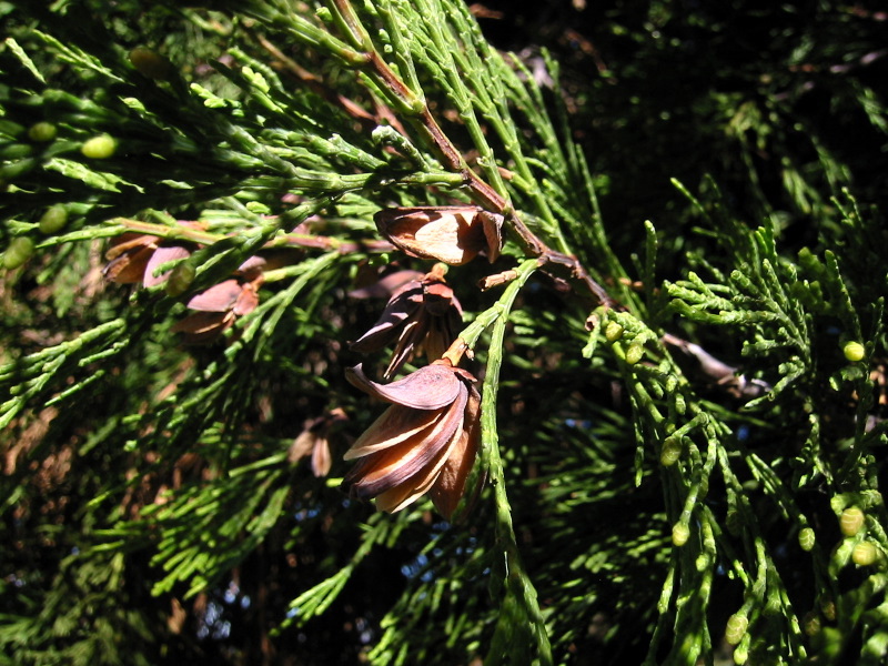 Calocedrus decurrens
