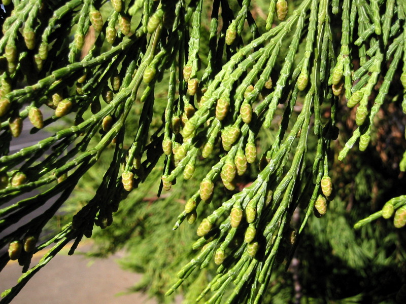 Calocedrus decurrens