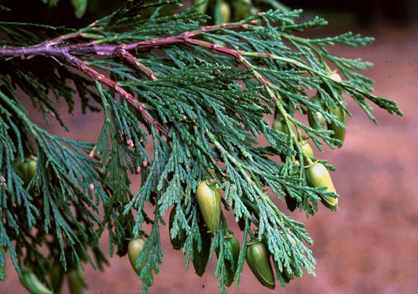 Calocedrus decurrens
