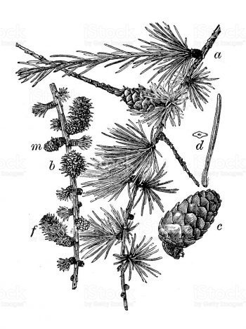 Larix decidua