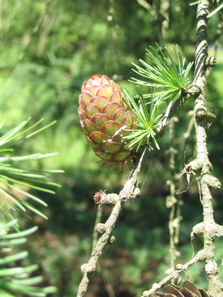 Larix decidua