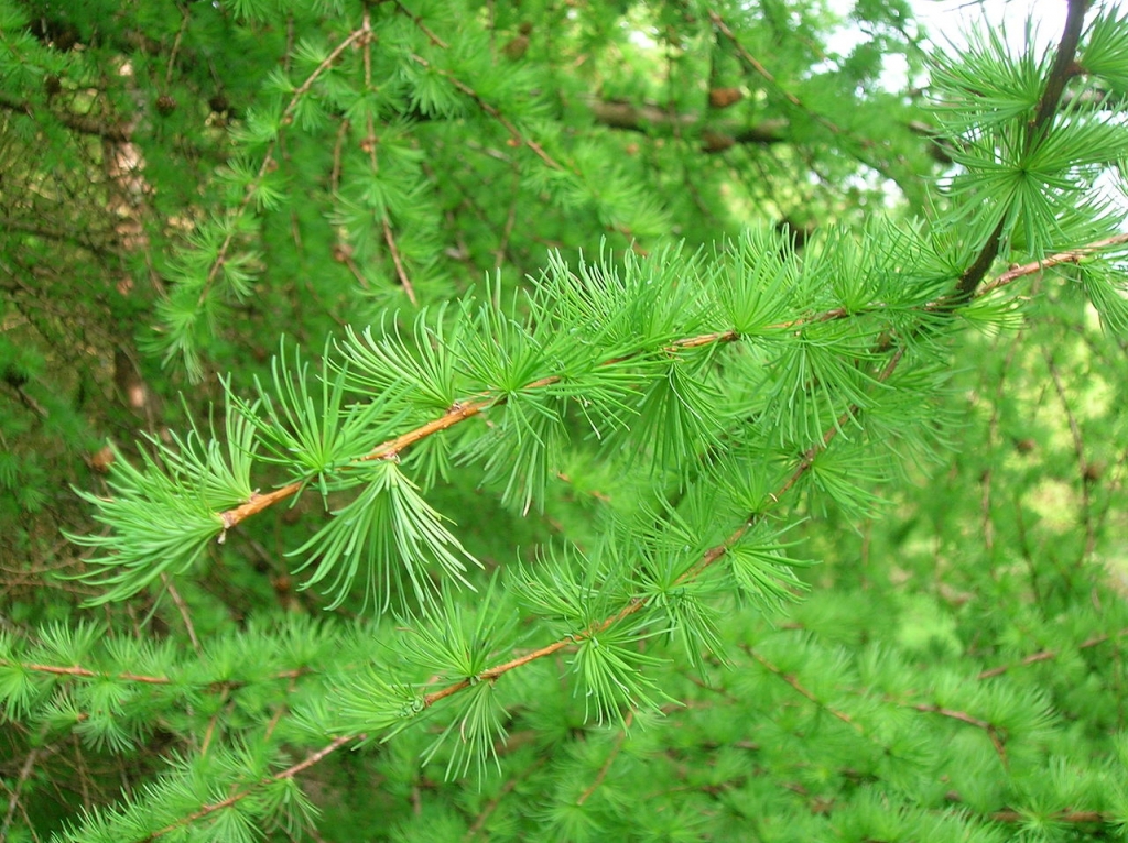 Larix decidua