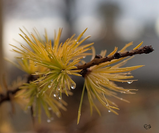 Larix decidua