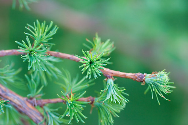 Larix decidua