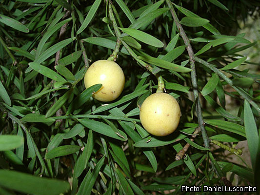 Afrocarpus dawei
