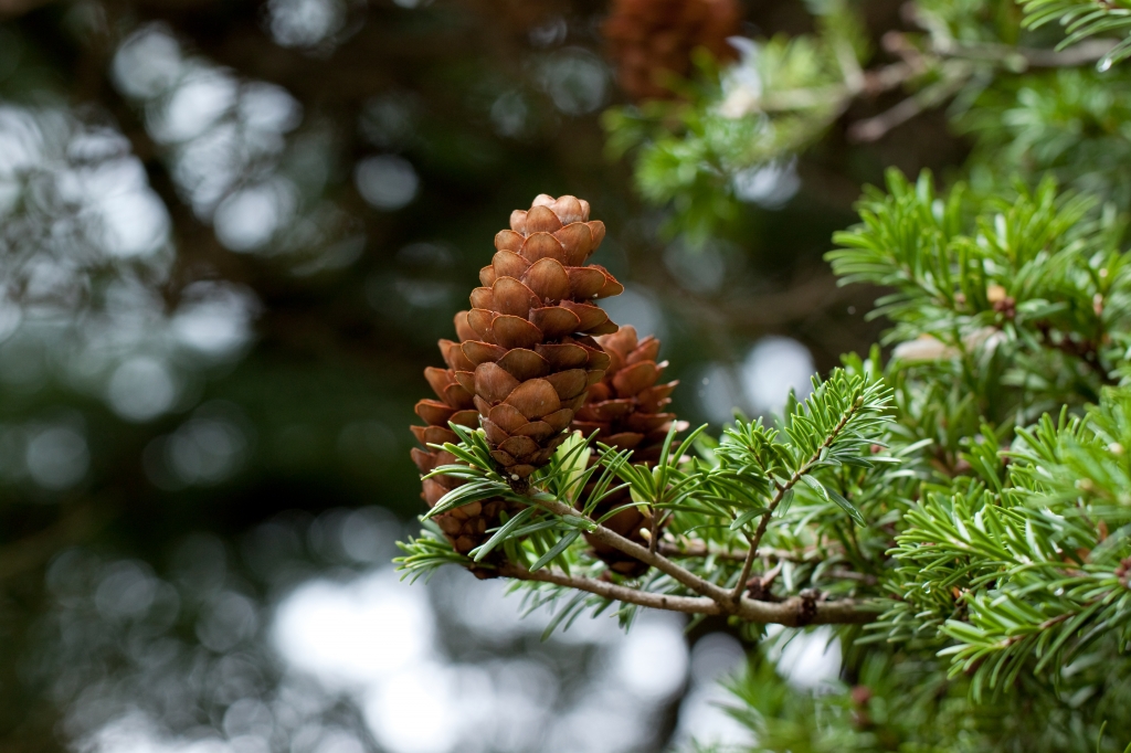 Keteleeria davidiana