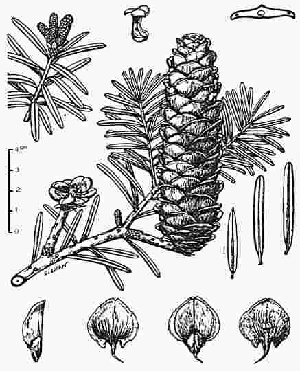 Keteleeria davidiana