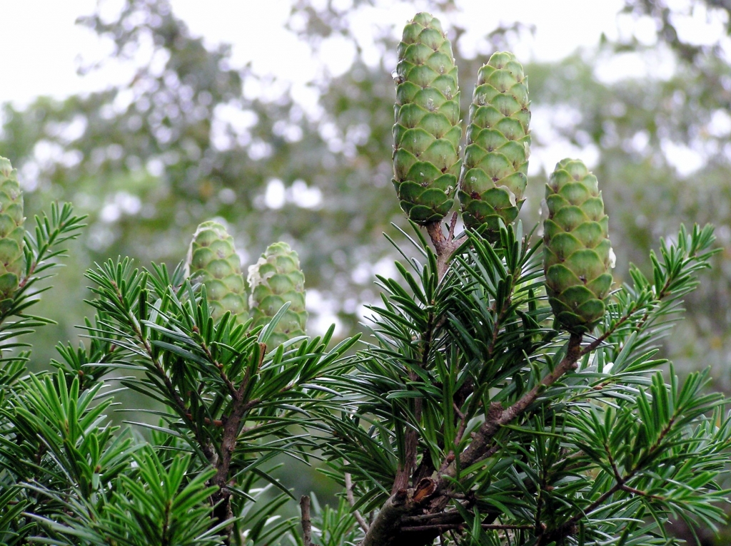 Keteleeria davidiana
