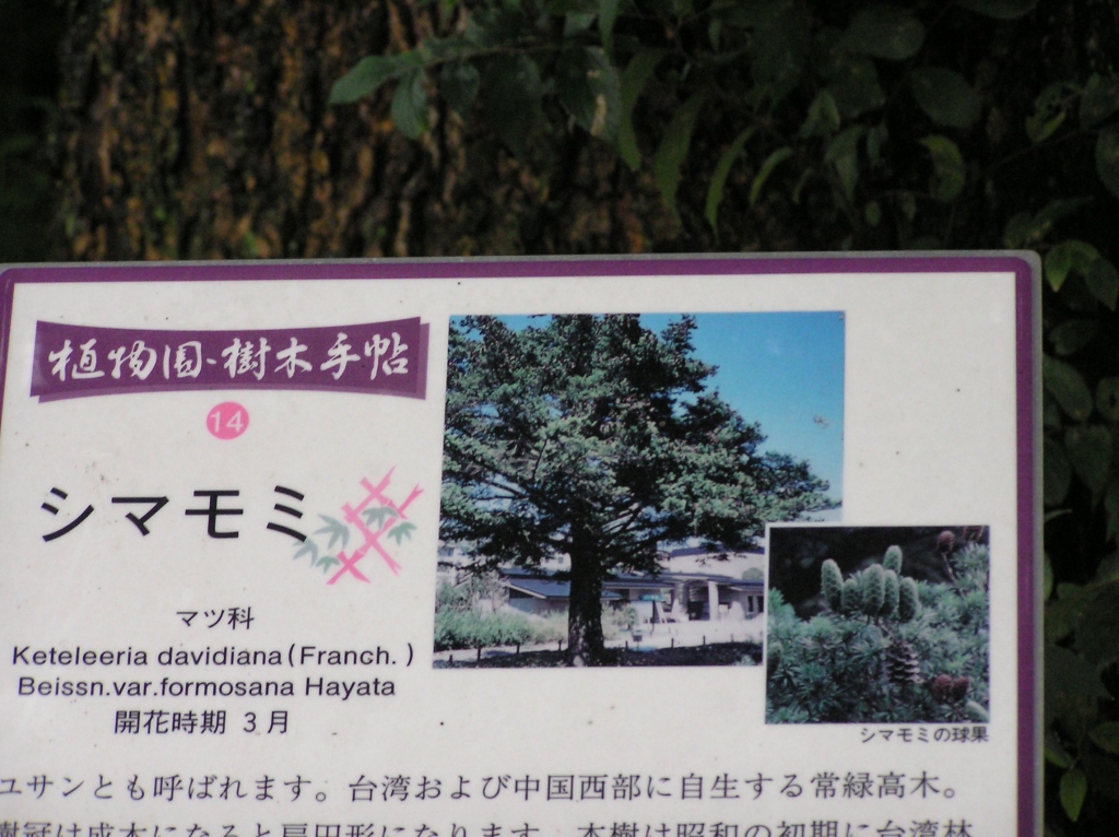 Keteleeria davidiana