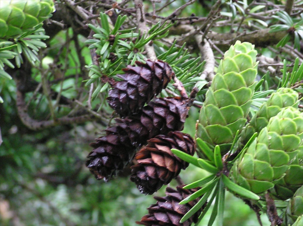 Keteleeria davidiana