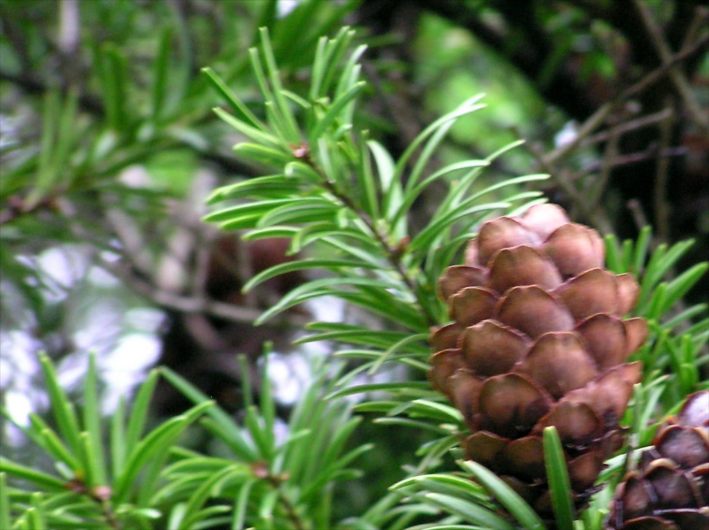 Keteleeria davidiana