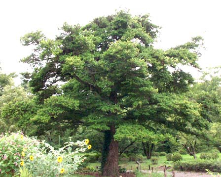 Keteleeria davidiana