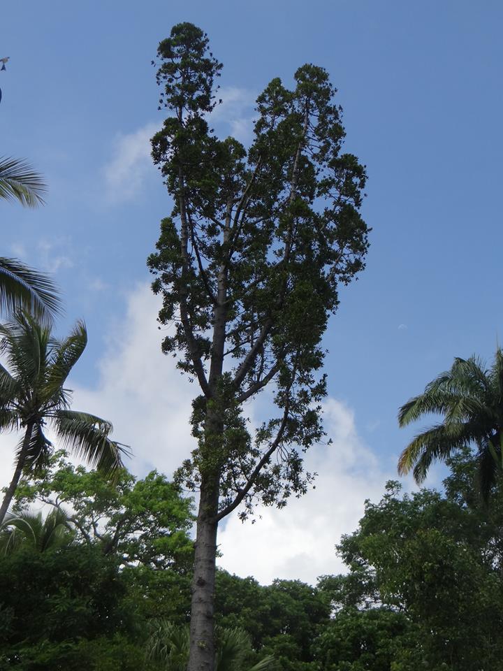 Agathis dammara