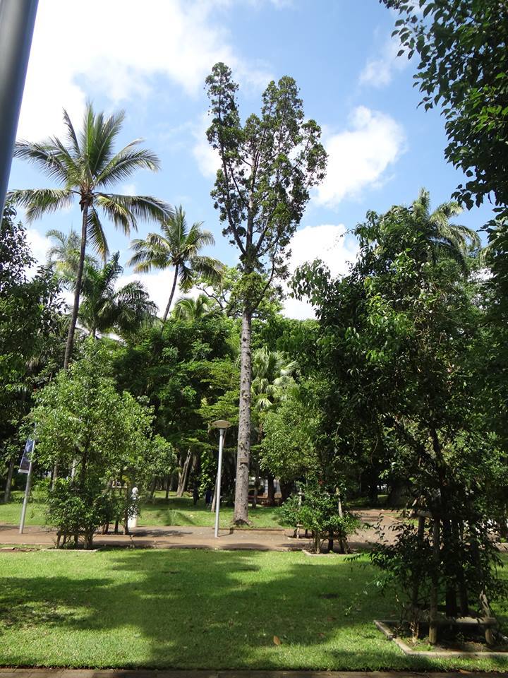 Agathis dammara