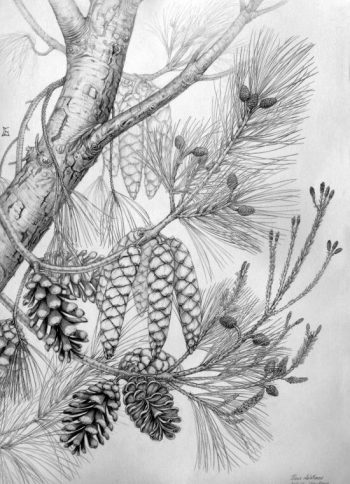 Pinus dalatensis