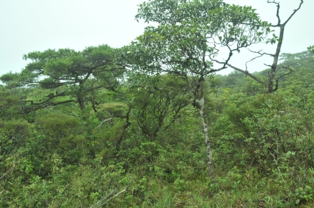 Pinus dalatensis