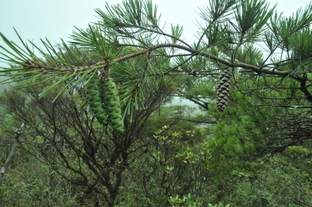 Pinus dalatensis