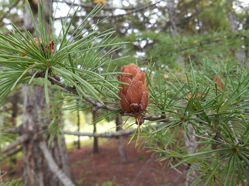 Larix × czekanowskii