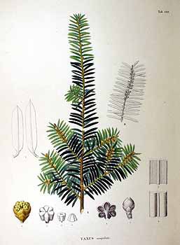 Taxus cuspidata