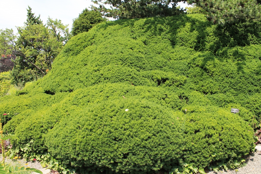 Taxus cuspidata